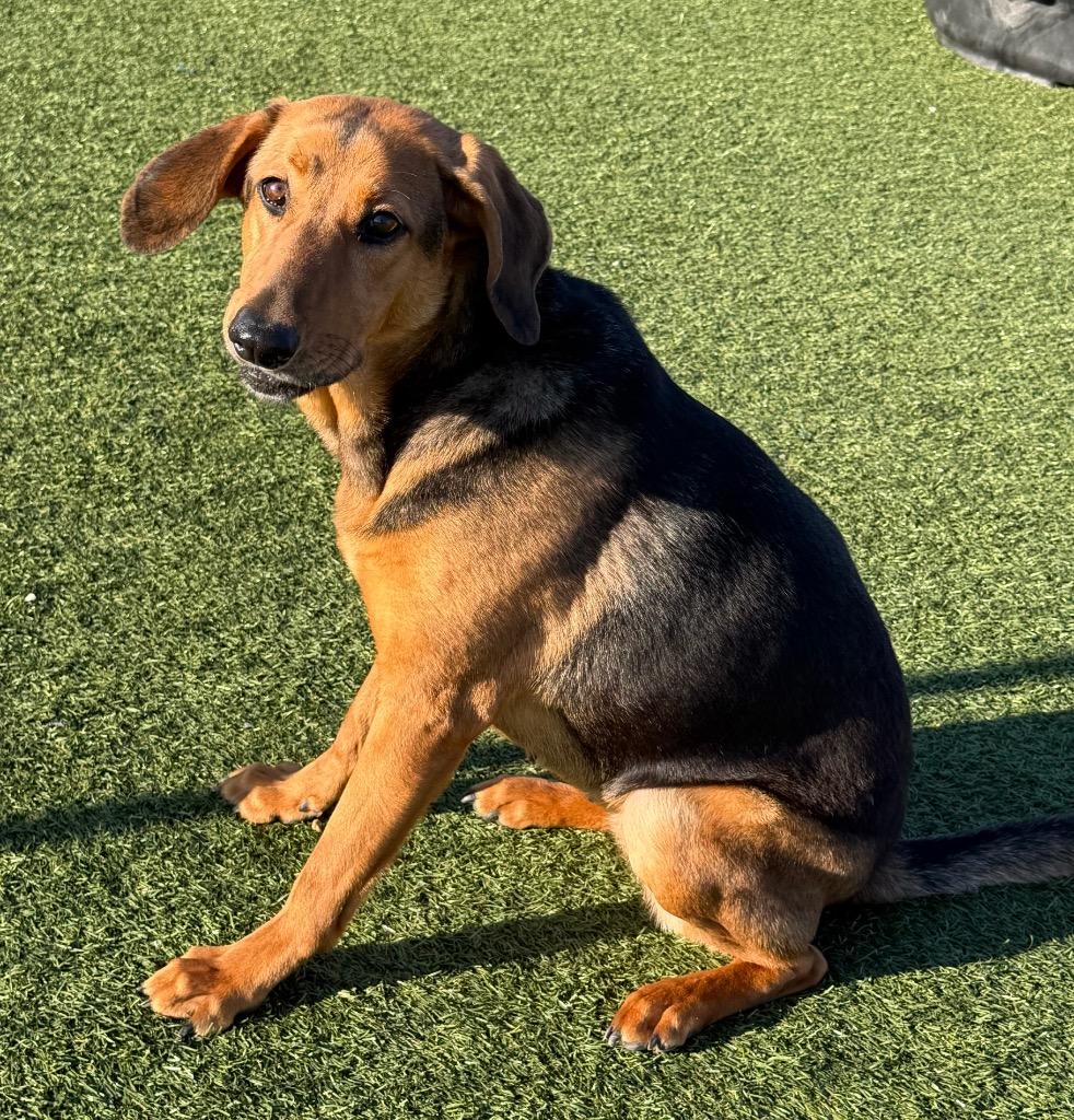 Enlarge Pretty Girl, a Adoptable mixed breed in Columbia, IL image 4/6