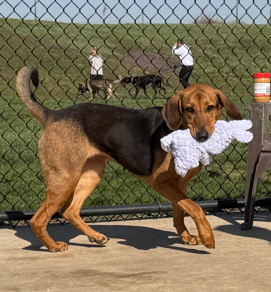 Enlarge Pretty Girl, a Adoptable mixed breed in Columbia, IL image 1/6