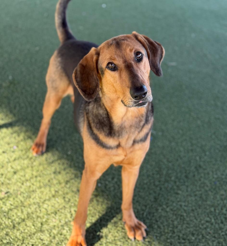 Enlarge Pretty Girl, a Adoptable mixed breed in Columbia, IL image 5/6