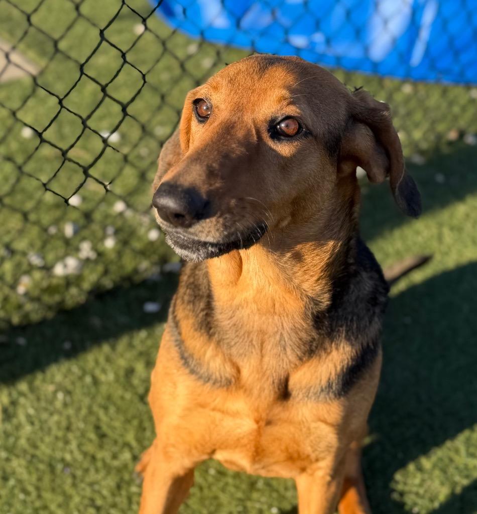 Enlarge Pretty Girl, a Adoptable mixed breed in Columbia, IL image 3/6