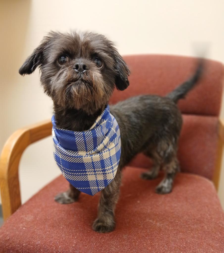 George, a Adopted mixed breed in Ladysmith, WI image 1/4
