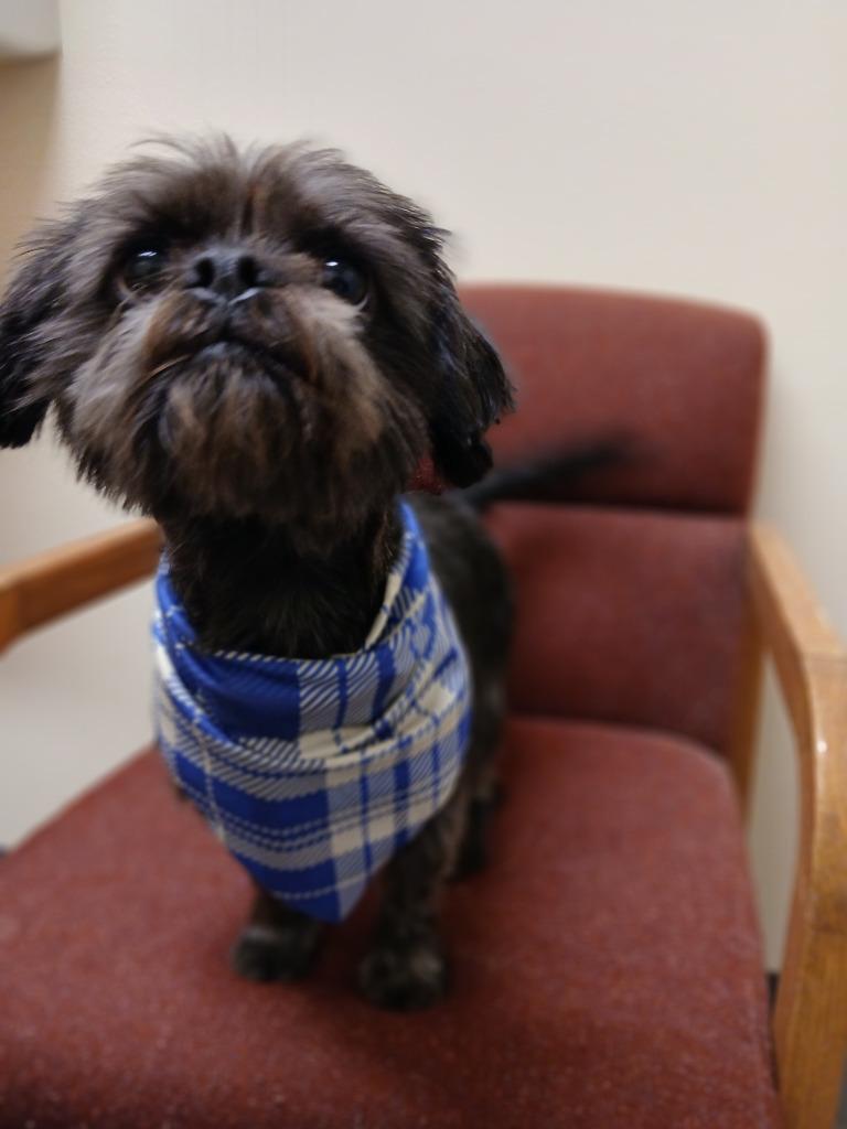 George, a Adopted mixed breed in Ladysmith, WI image 2/4