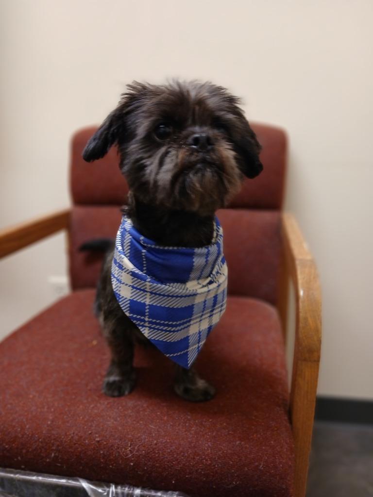 George, a Adopted mixed breed in Ladysmith, WI image 3/4