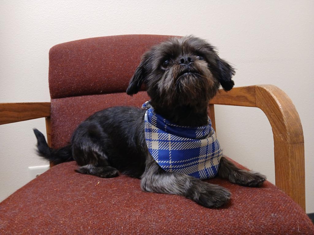 George, a Adopted mixed breed in Ladysmith, WI image 4/4