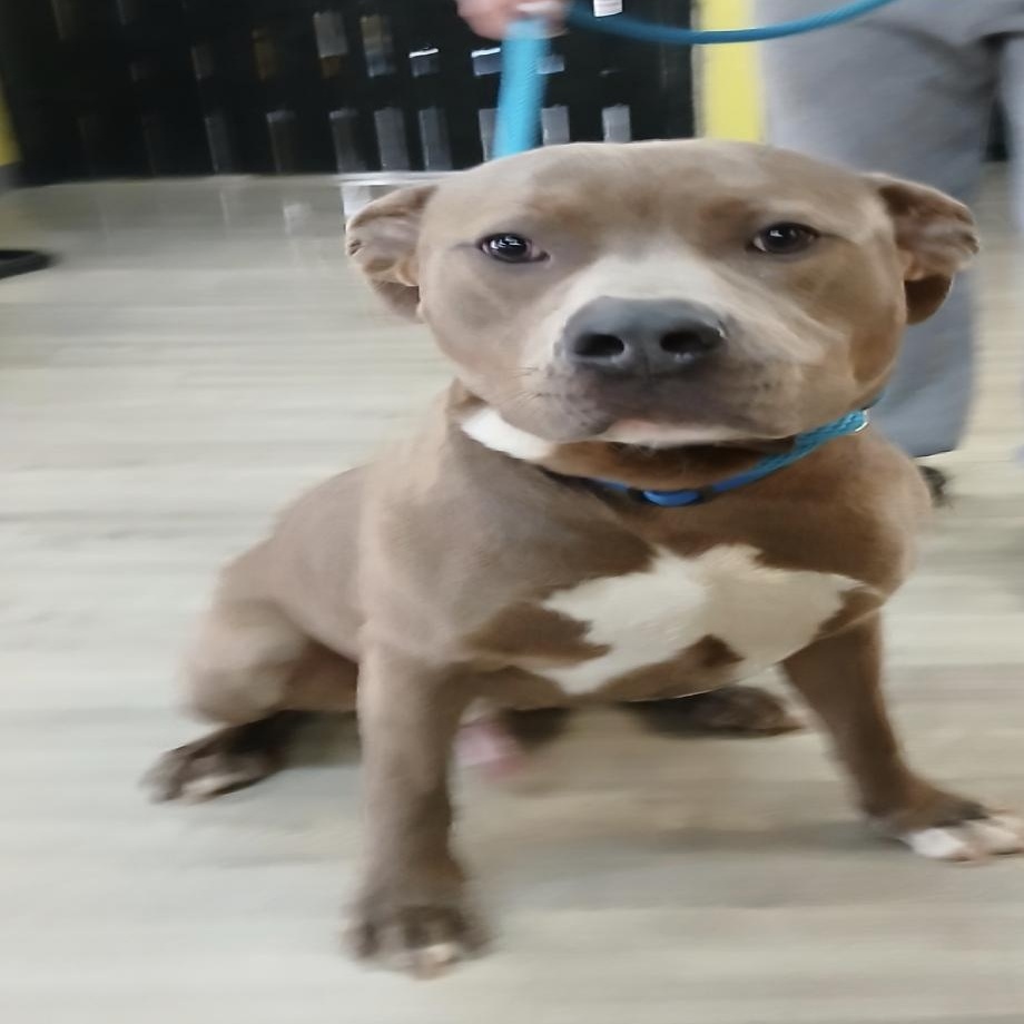 Bing, Adult Male Mixed Breed