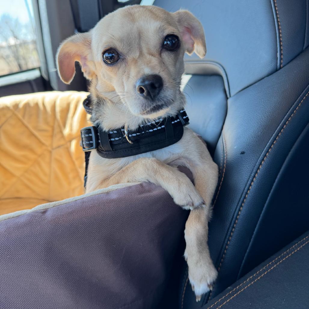 Enlarge Joy (Dallas), a Adoptable mixed breed in Houston, TX image 1/6