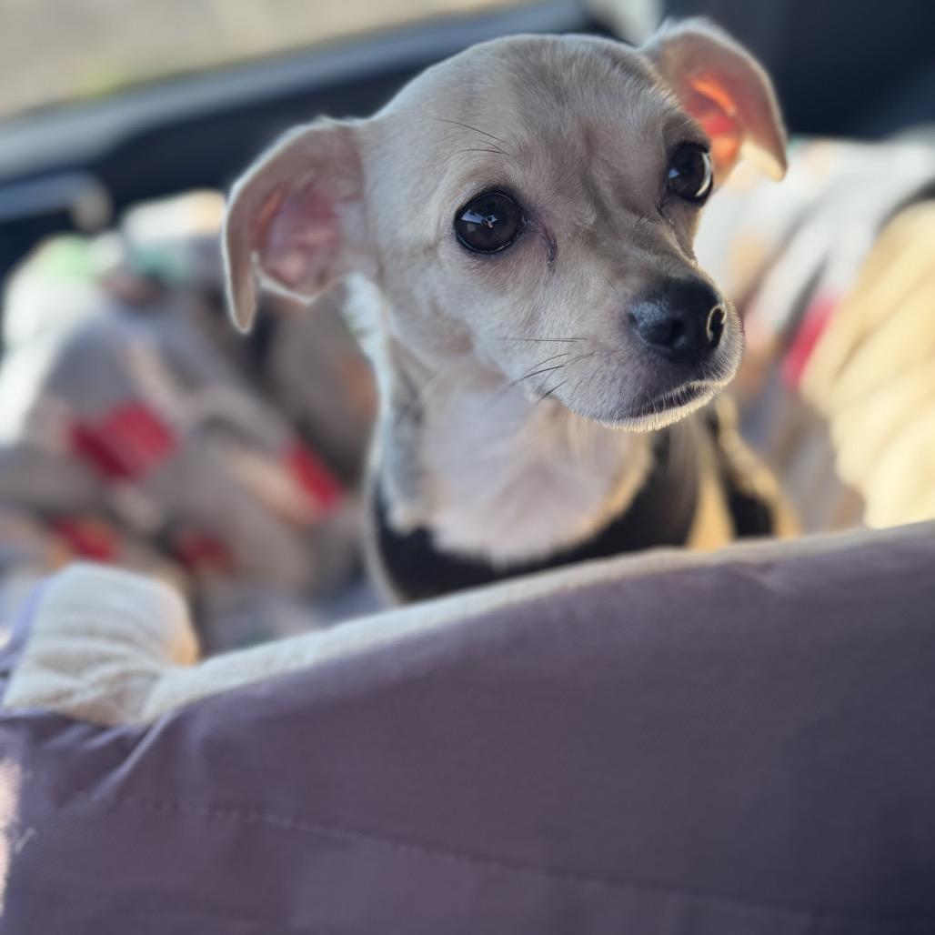 Joy (Dallas), Adoptable, Adult Female Chihuahua & Mixed Breed.