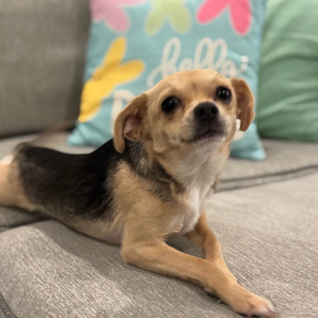 Enlarge Joy (Dallas), a Adoptable mixed breed in Houston, TX image 2/6