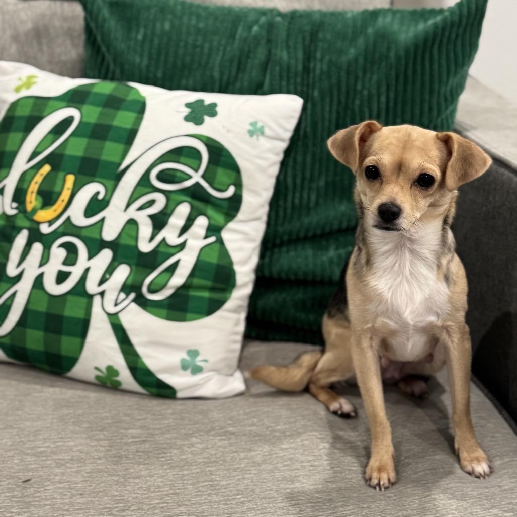 Enlarge Joy (Dallas), a Adoptable mixed breed in Houston, TX image 3/6