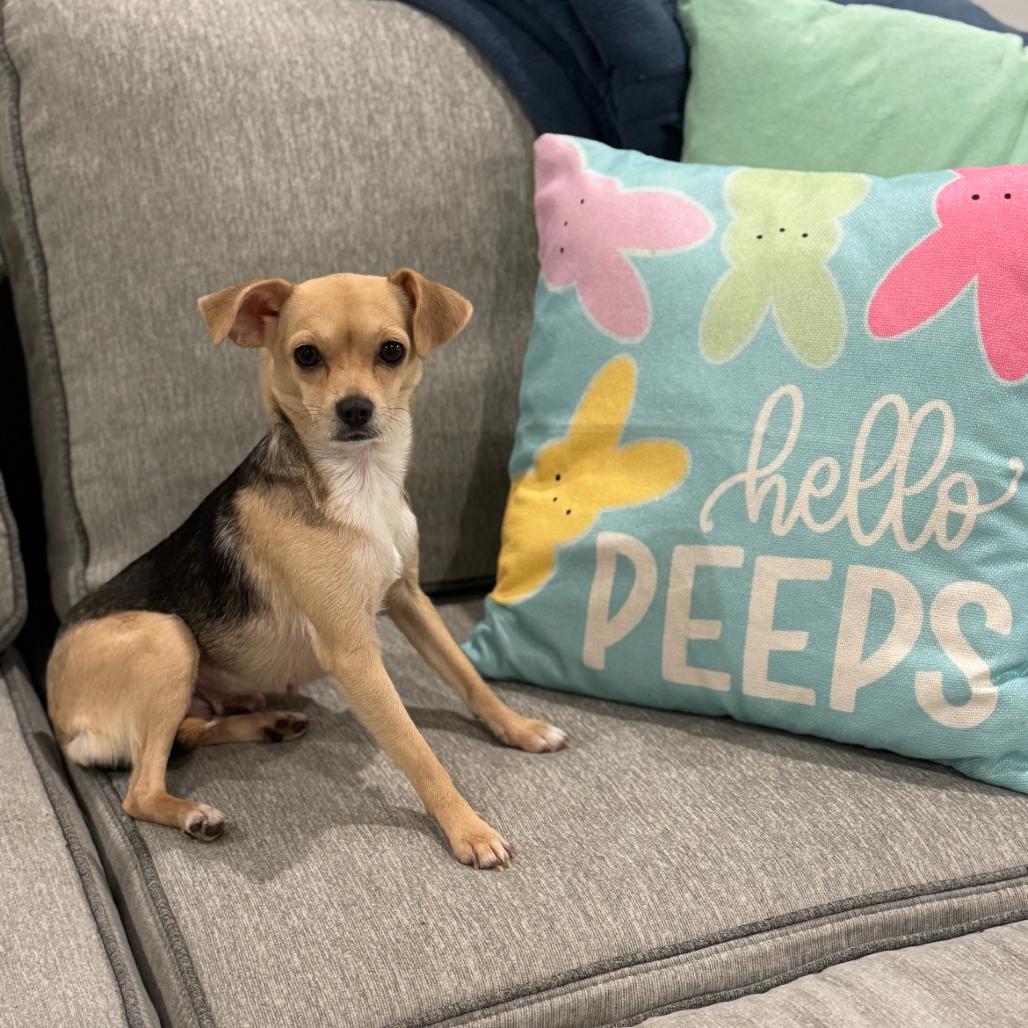 Enlarge Joy (Dallas), a Adoptable mixed breed in Houston, TX image 6/6