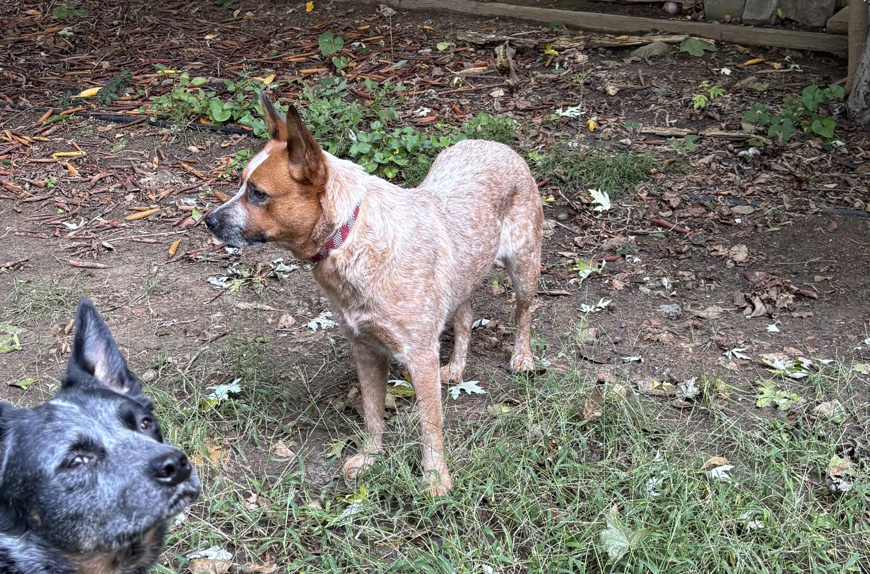 Enlarge Lilly, a Adoptable Australian Cattle Dog / Blue Heeler in Riverside, RI image 3/3