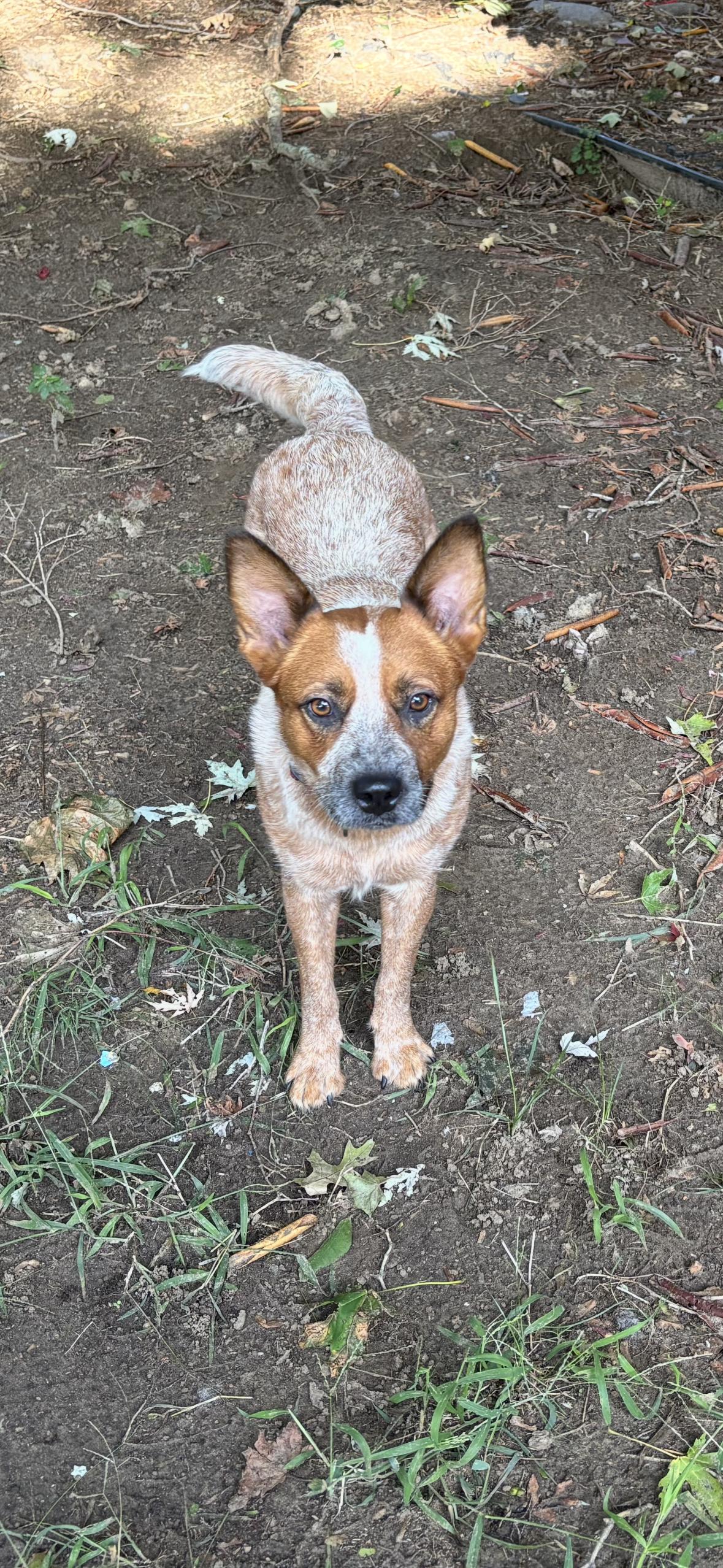 Lilly, Adoptable, Young Female Australian Cattle Dog / Blue Heeler.