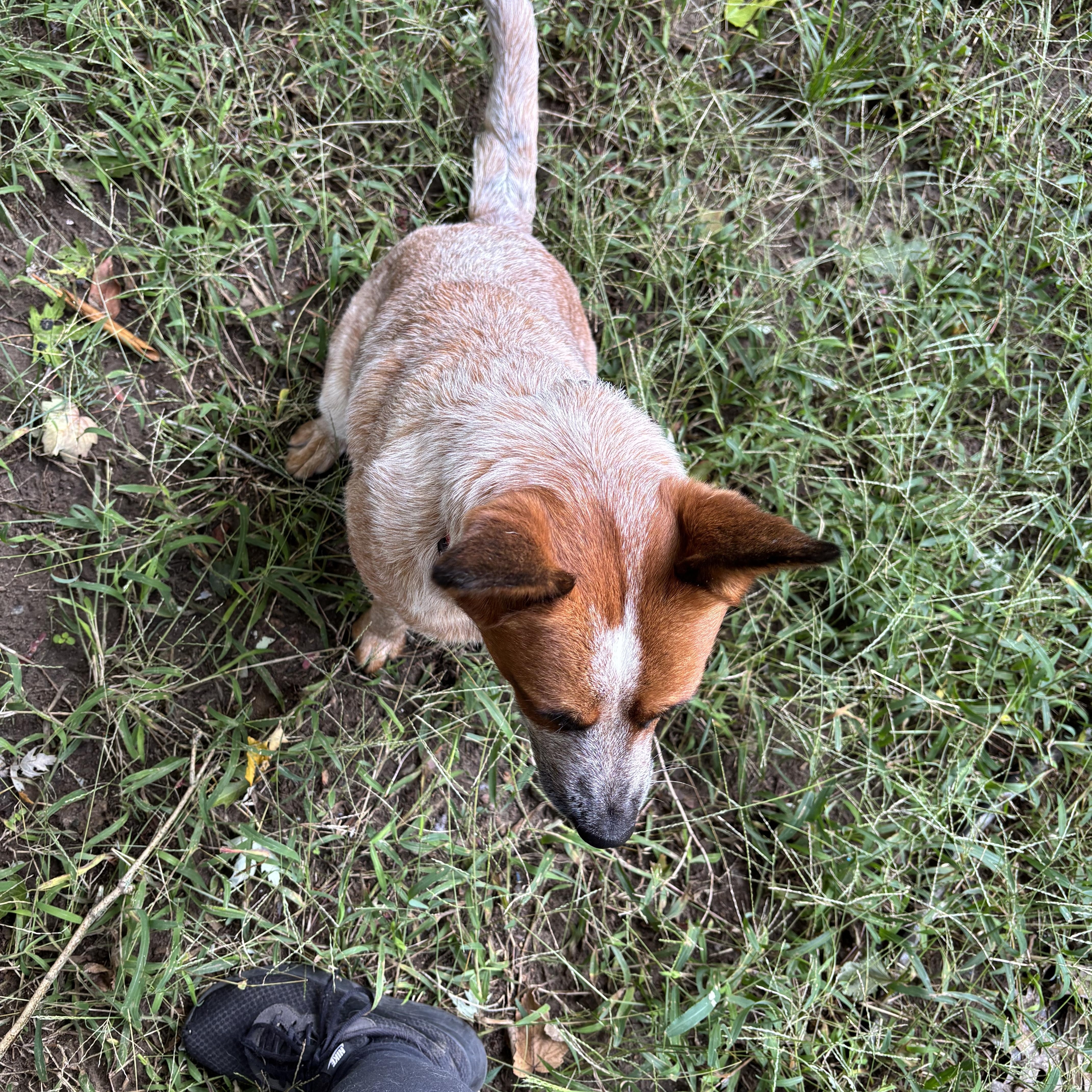Enlarge Lilly, a Adoptable Australian Cattle Dog / Blue Heeler in Riverside, RI image 2/3