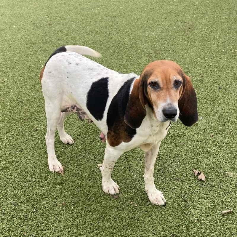 Enlarge Trudy, a ADOPTABLE Hound in New Bedford, MA image 2/4