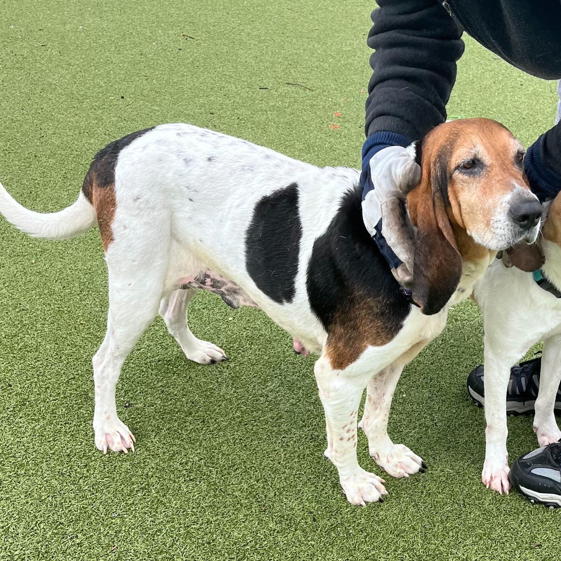 Enlarge Trudy, a ADOPTABLE Hound in New Bedford, MA image 3/4