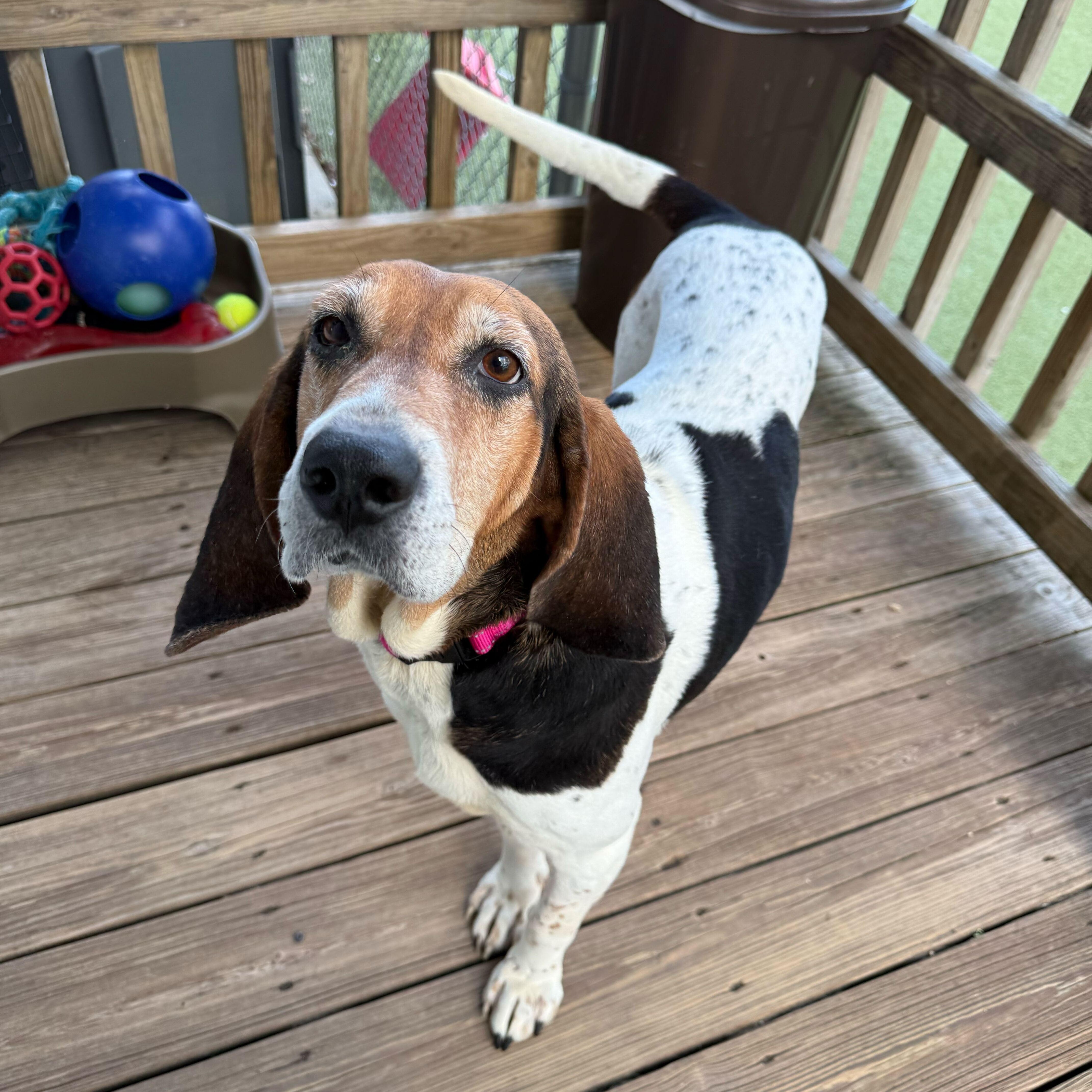 Enlarge Trudy, a ADOPTABLE Hound in New Bedford, MA image 1/4