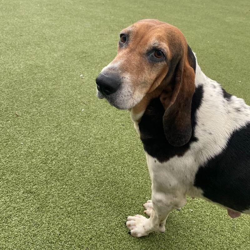 Enlarge Trudy, a ADOPTABLE Hound in New Bedford, MA image 4/4
