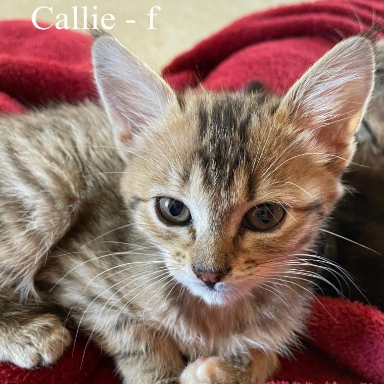 Callie, Adoptable, Young Female Domestic Medium Hair.