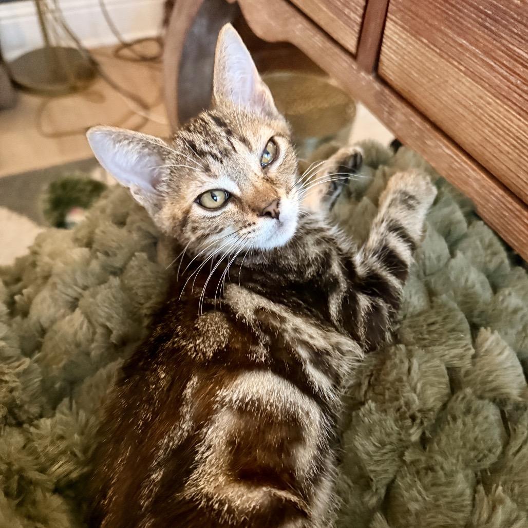 Hazel, Adoptable, Kitten Female Domestic Short Hair.