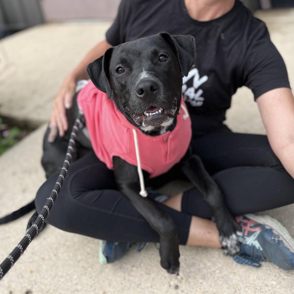 Enlarge Tux, a Adoptable Mixed Breed in Plainfield, IL image 1/6