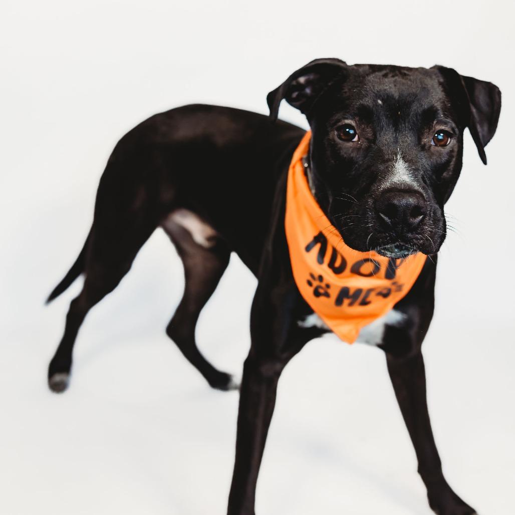Enlarge Tux, a Adoptable Mixed Breed in Plainfield, IL image 2/6