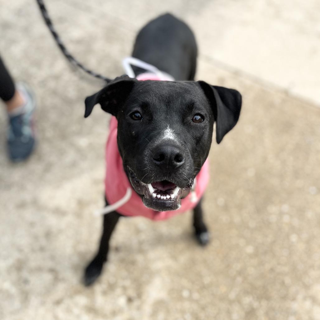 Enlarge Tux, a Adoptable Mixed Breed in Plainfield, IL image 3/6