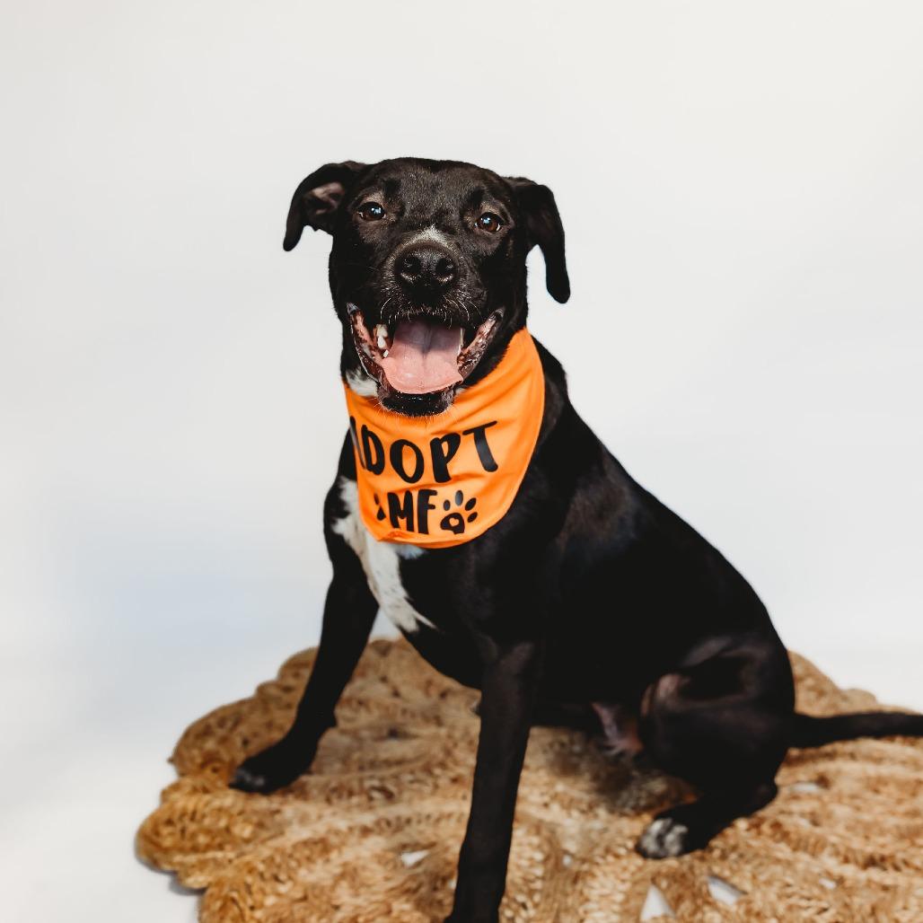Enlarge Tux, a Adoptable Mixed Breed in Plainfield, IL image 4/6