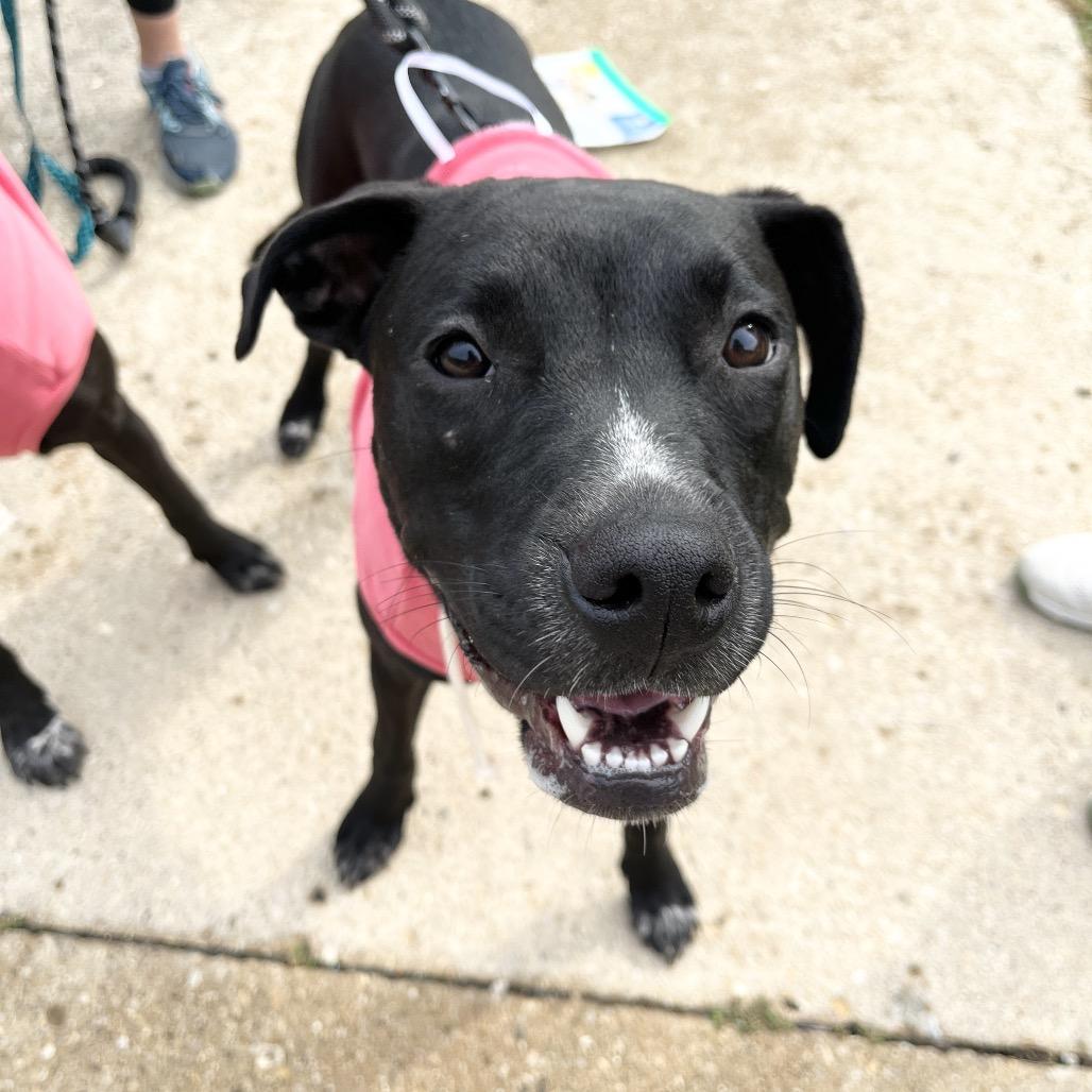 Enlarge Tux, a Adoptable Mixed Breed in Plainfield, IL image 5/6
