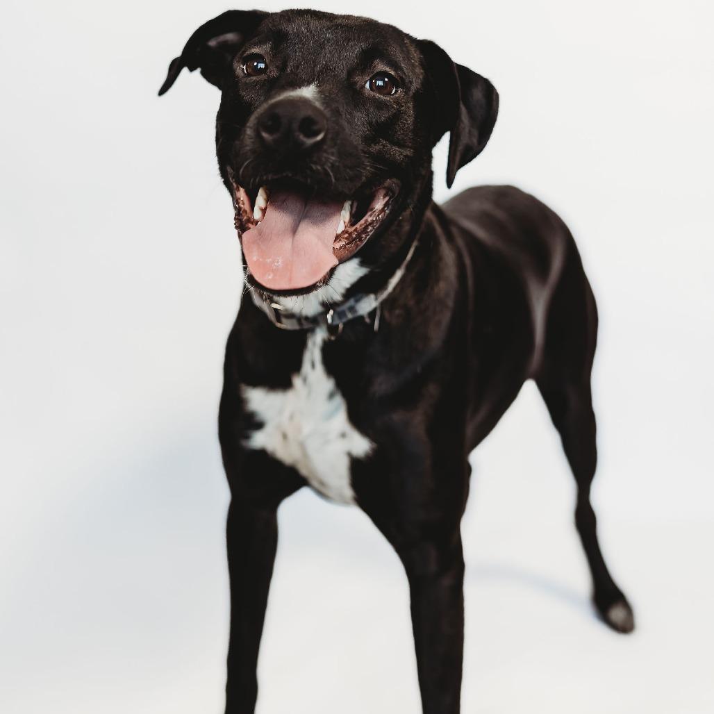 Enlarge Tux, a Adoptable Mixed Breed in Plainfield, IL image 6/6
