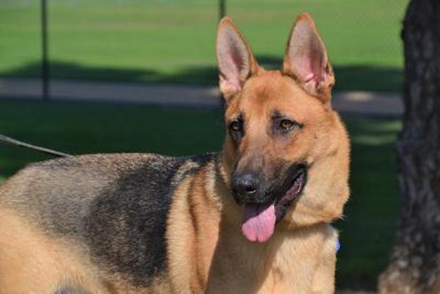 Enlarge Cooper, a Adoptable German Shepherd Dog in Newport Beach, CA image 2/4