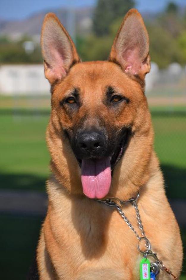 Enlarge Cooper, a Adoptable German Shepherd Dog in Newport Beach, CA image 1/4