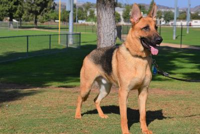 Enlarge Cooper, a Adoptable German Shepherd Dog in Newport Beach, CA image 4/4