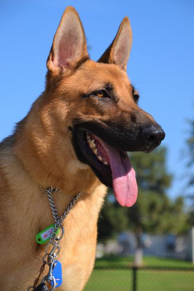 Enlarge Cooper, a Adoptable German Shepherd Dog in Newport Beach, CA image 3/4
