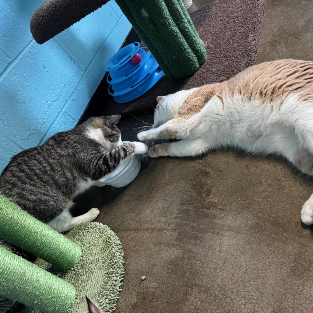 Enlarge Jeanette, a Adoptable Domestic Short Hair in Edwardsville, IL image 1/4