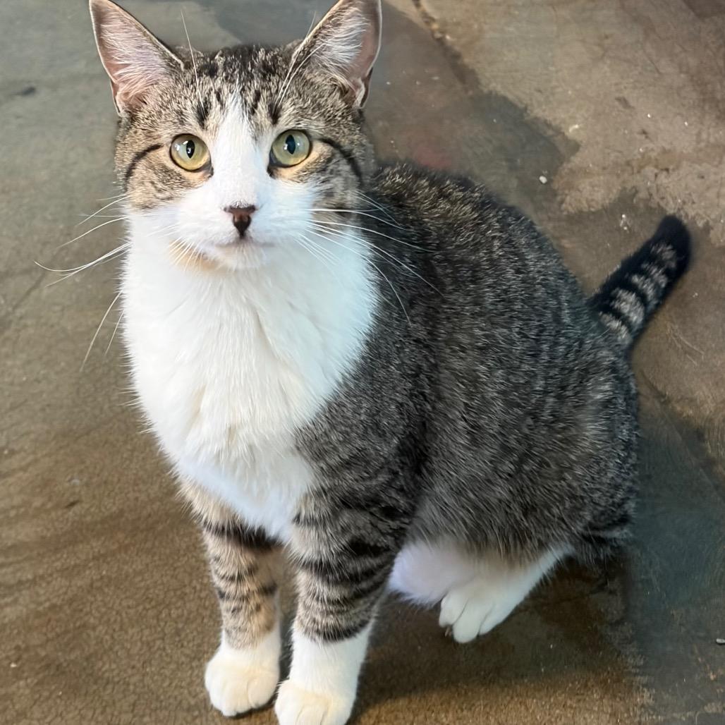 Enlarge Jeanette, a Adoptable Domestic Short Hair in Edwardsville, IL image 2/6