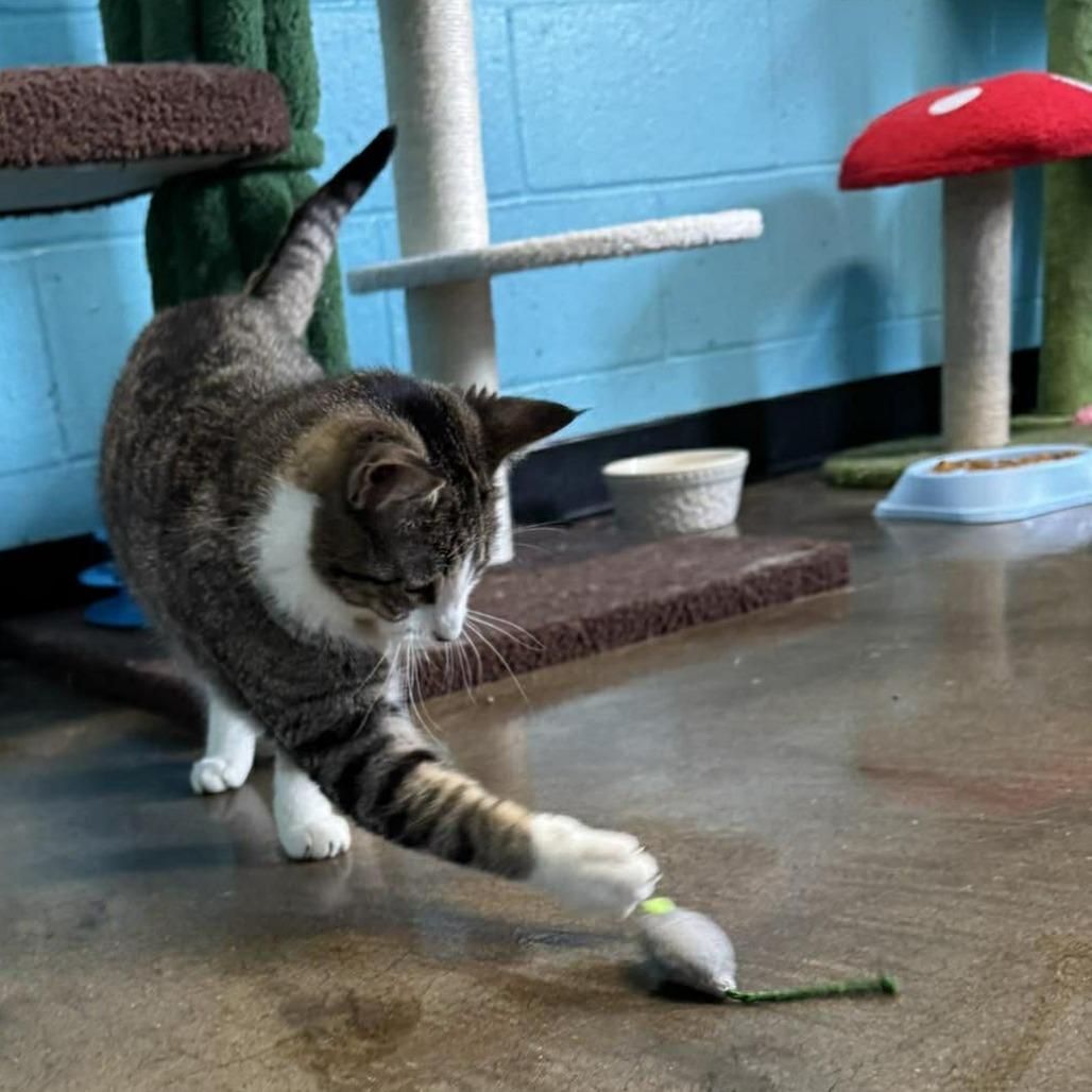 Enlarge Jeanette, a Adoptable Domestic Short Hair in Edwardsville, IL image 2/4