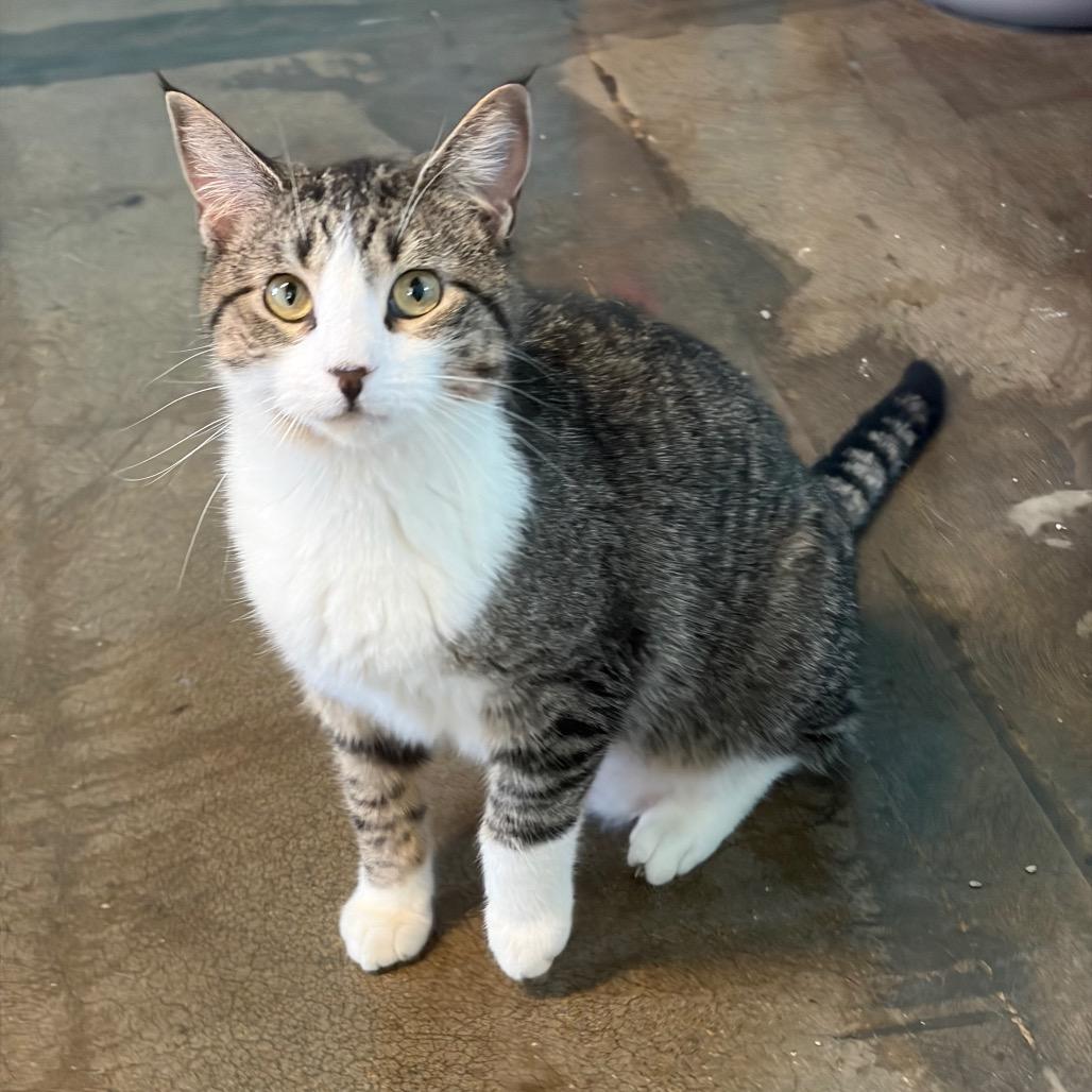 Enlarge Jeanette, a Adoptable Domestic Short Hair in Edwardsville, IL image 4/6