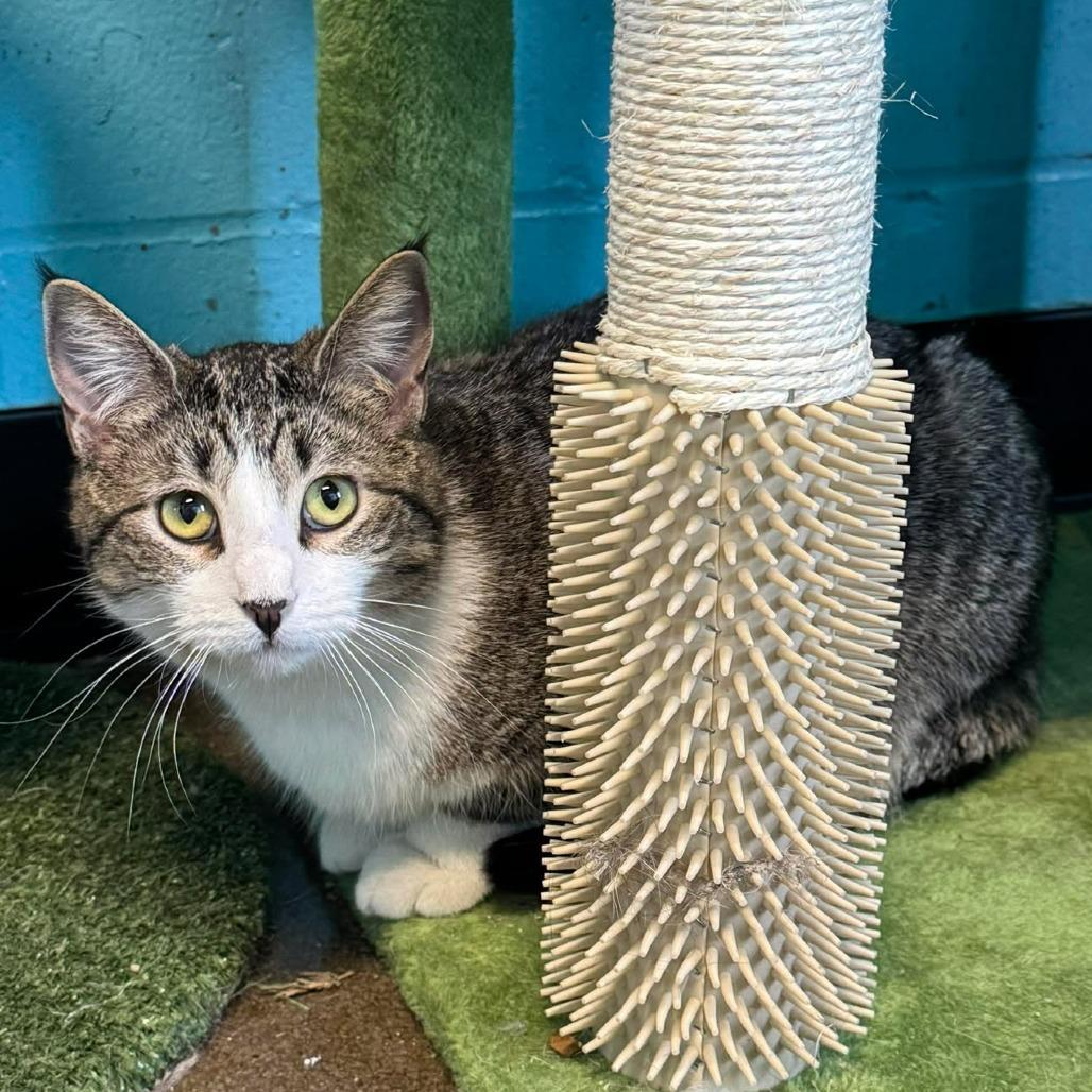 Enlarge Jeanette, a Adoptable Domestic Short Hair in Edwardsville, IL image 3/4