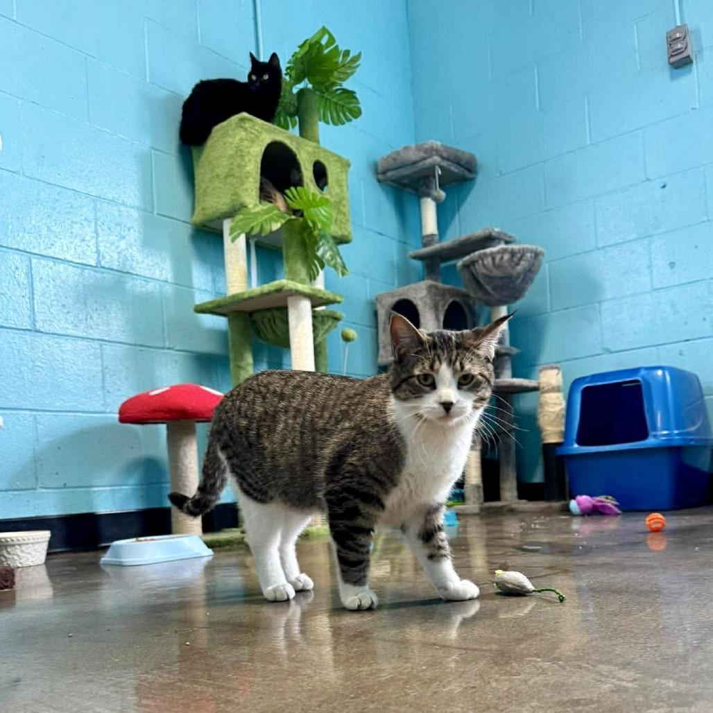 Enlarge Jeanette, a Adoptable Domestic Short Hair in Edwardsville, IL image 4/4