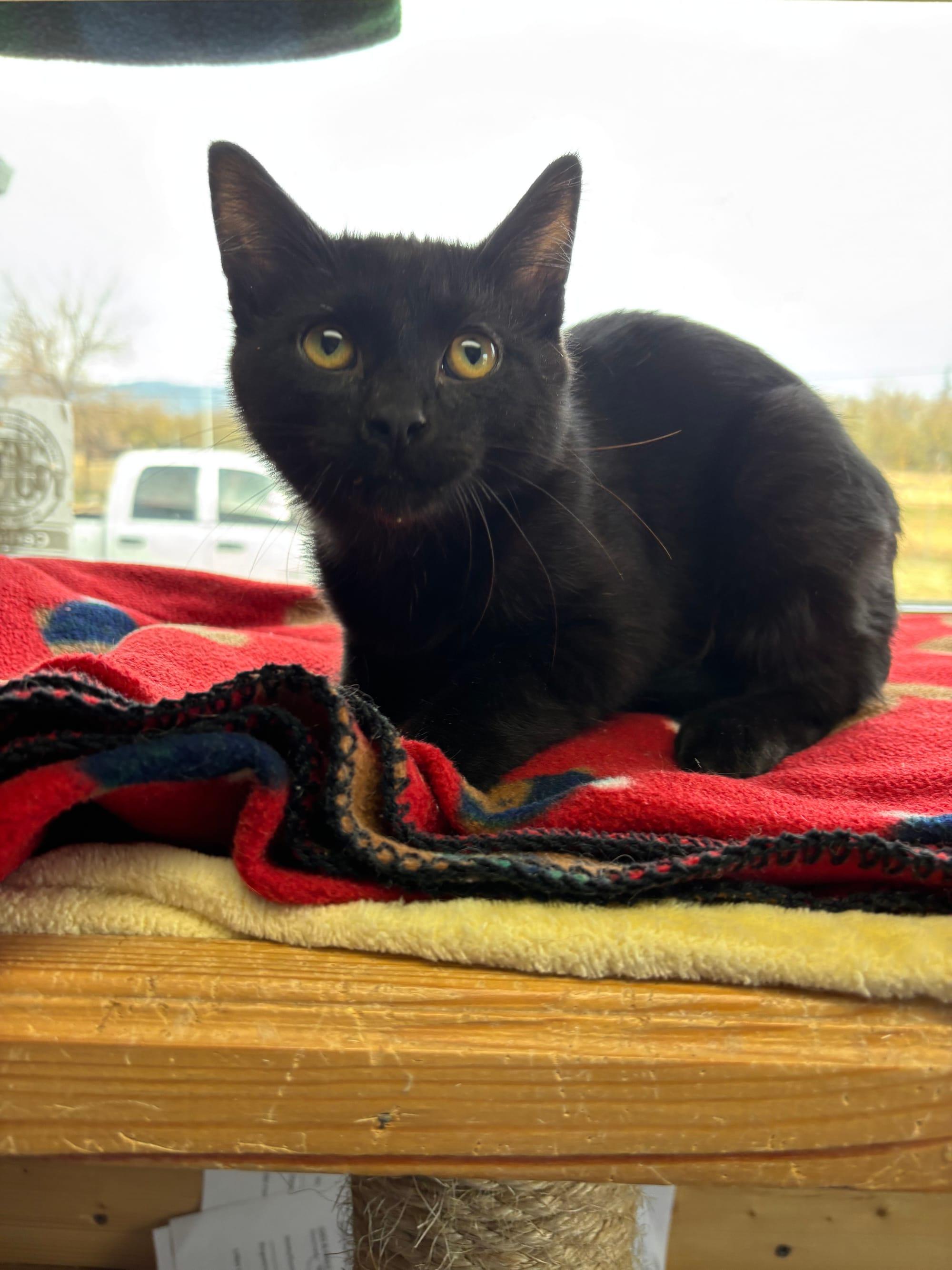 Enlarge Scooby Doo, a Adoptable Domestic Short Hair in La Grande, OR image 1/1