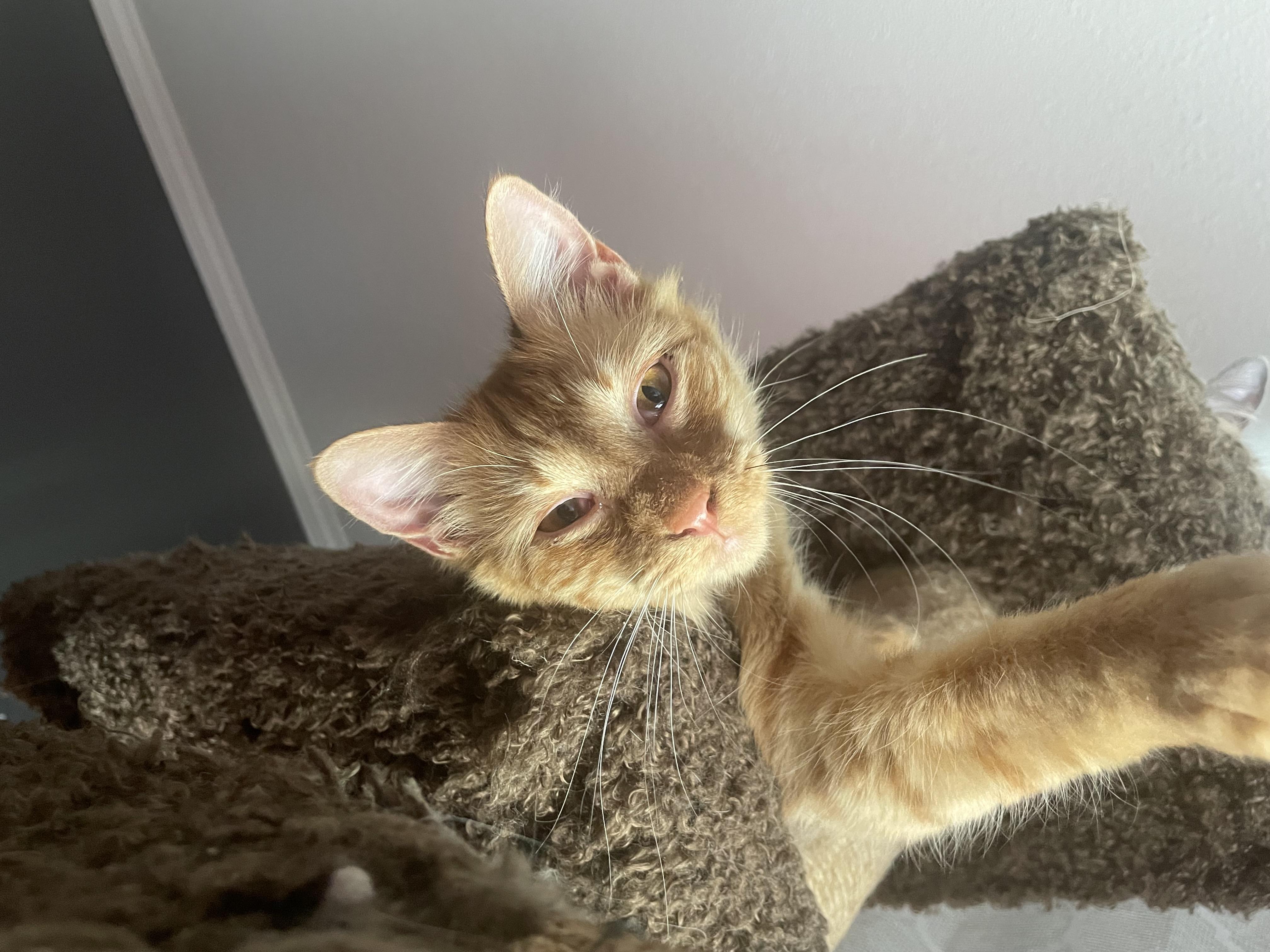 Mango, Adopted, Young Female Domestic Medium Hair.