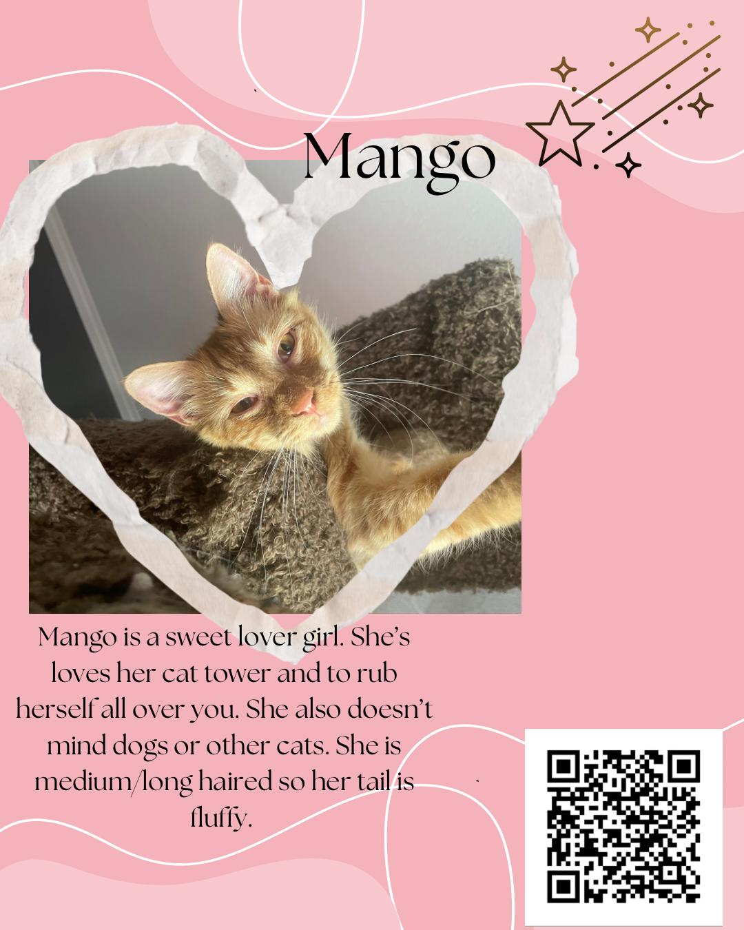 Mango, a Adopted Domestic Medium Hair in Tulsa, OK image 2/2