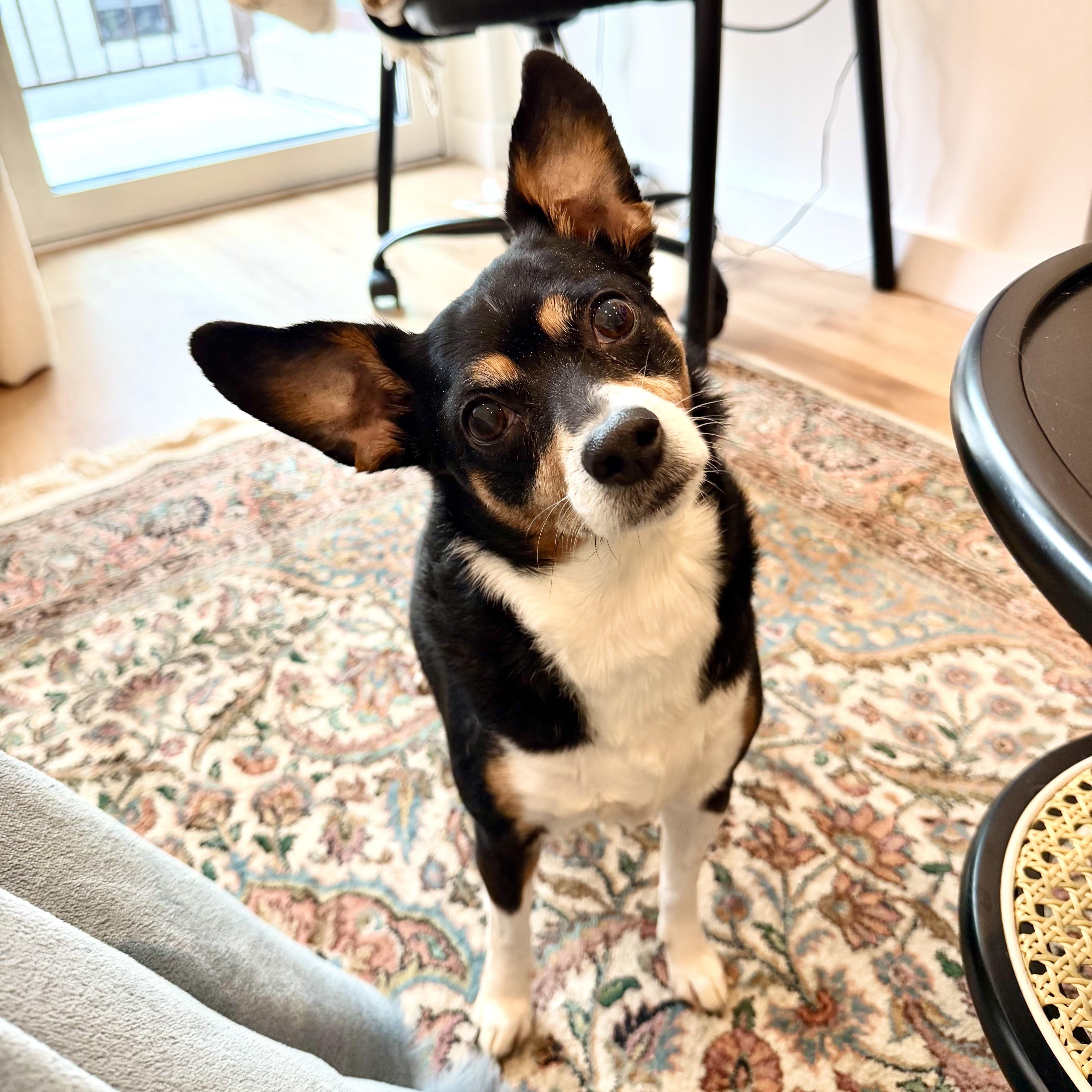 Enlarge The Bloop, an adopted mixed breed in New York, NY image 1/5