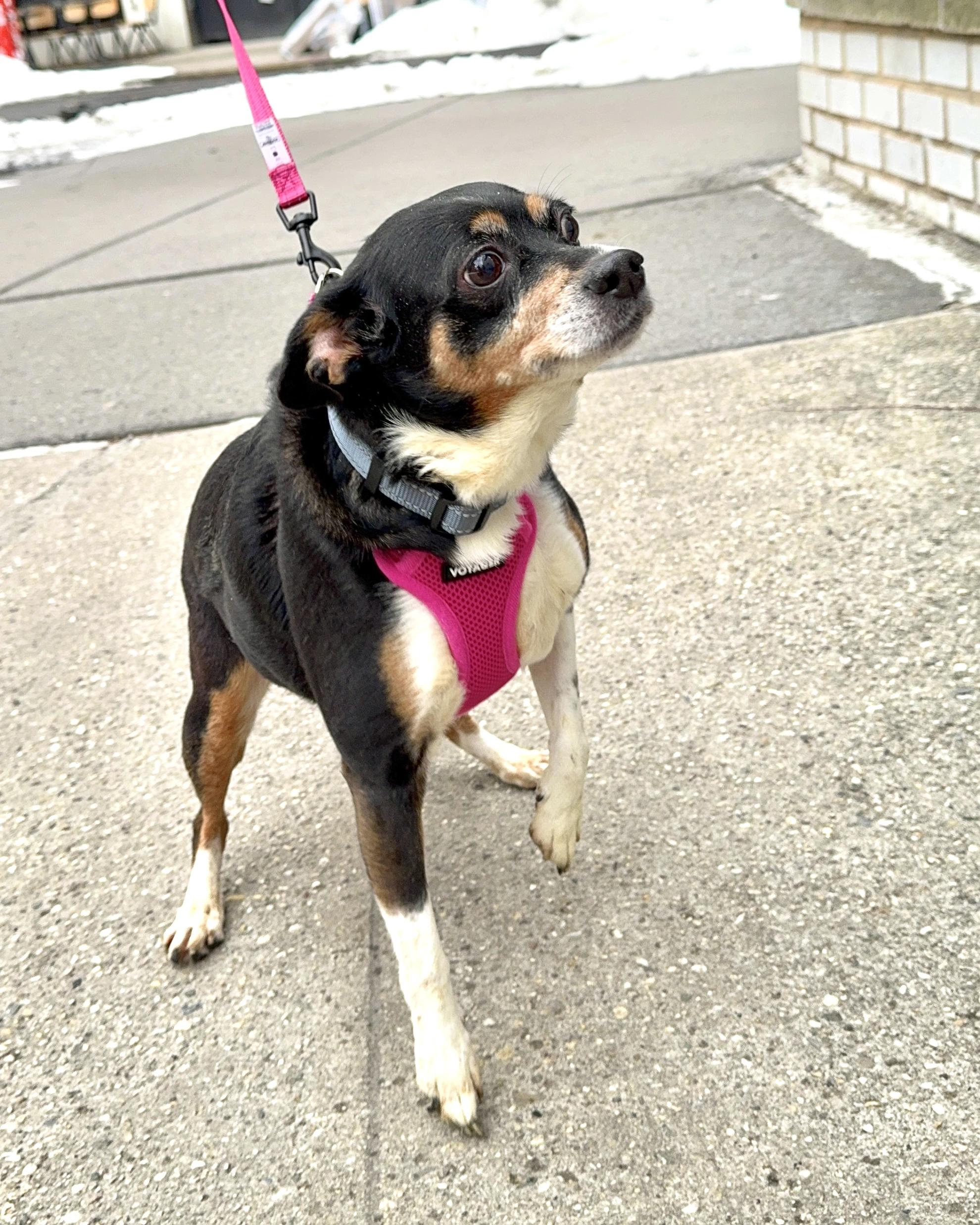 Enlarge The Bloop, an adopted mixed breed in New York, NY image 4/5