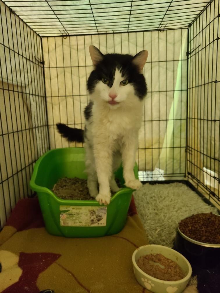 Piglet, Adopted, Adult Male Domestic Medium Hair.