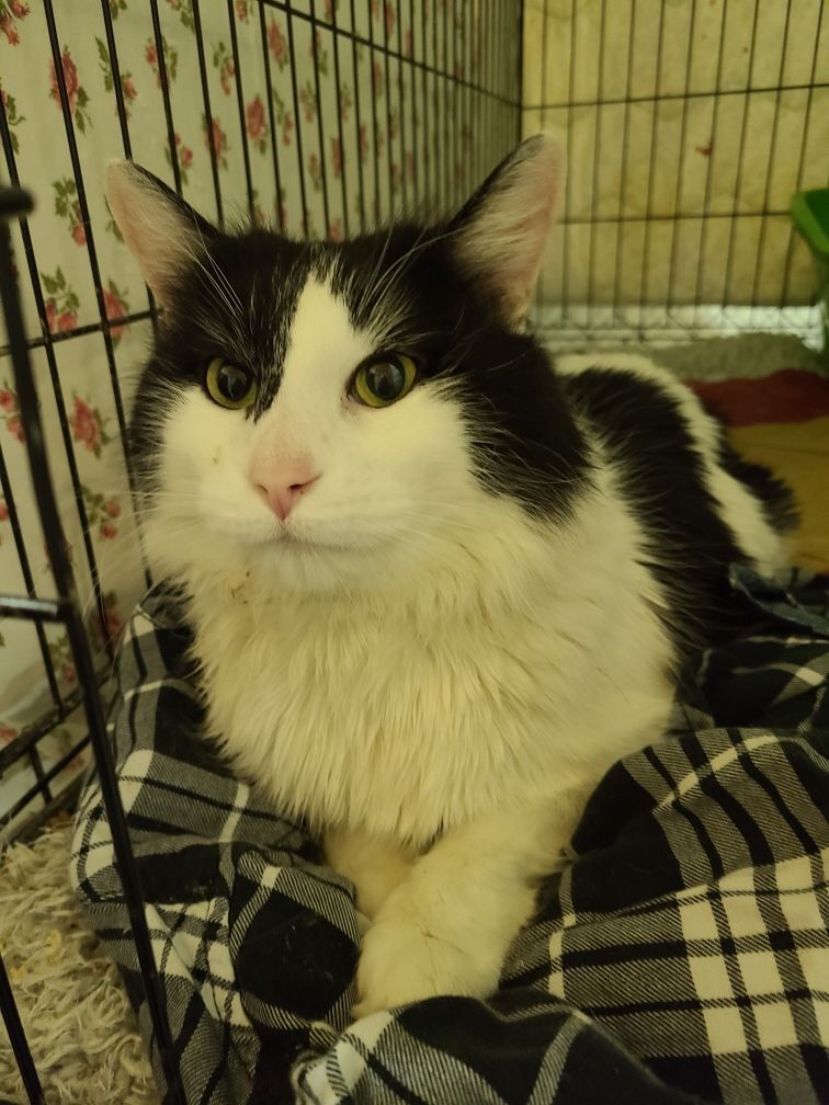 Enlarge Piglet, a Adopted Domestic Medium Hair in Selah, WA image 2/4