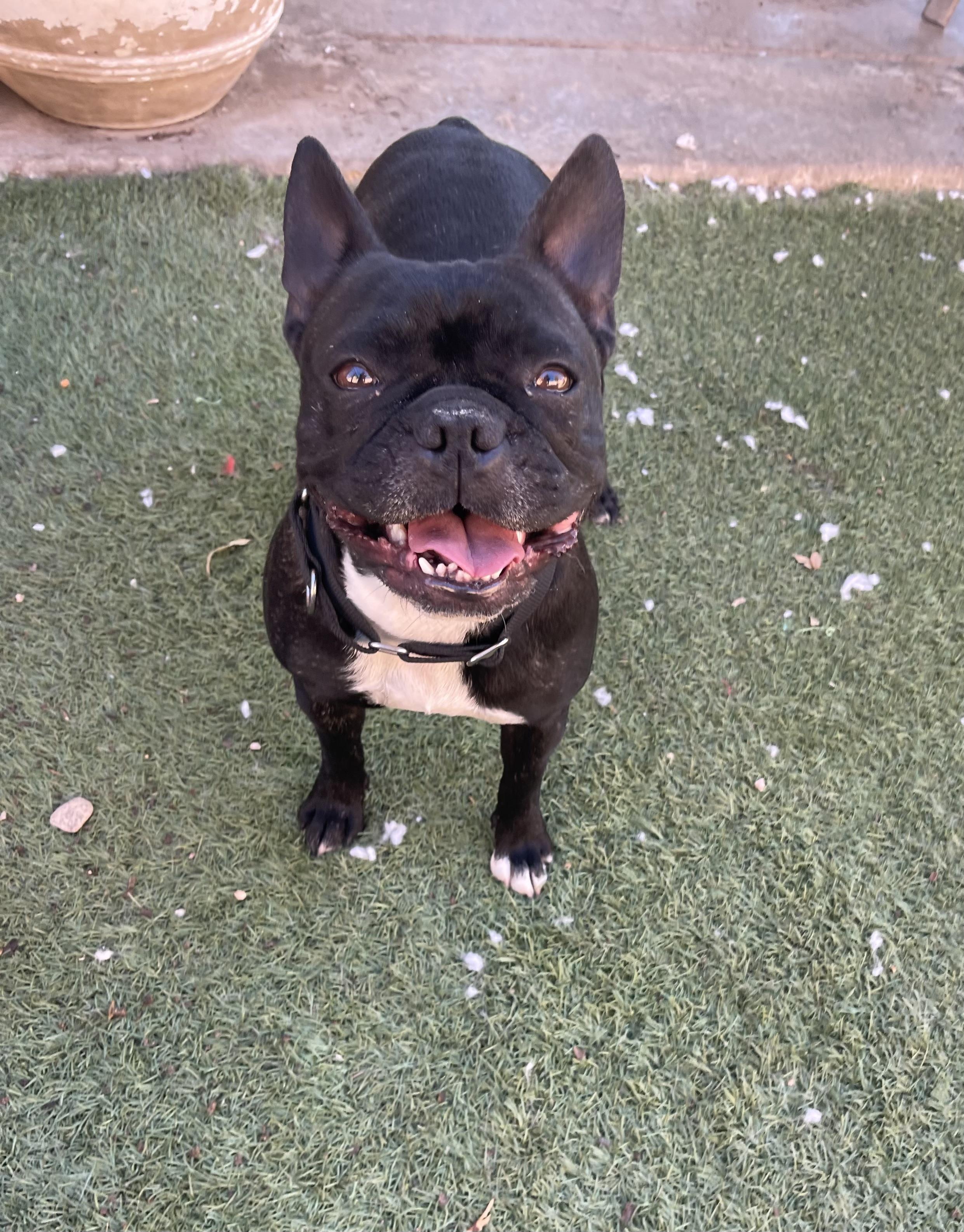Stella, ADOPTABLE, Adult Female French Bulldog.