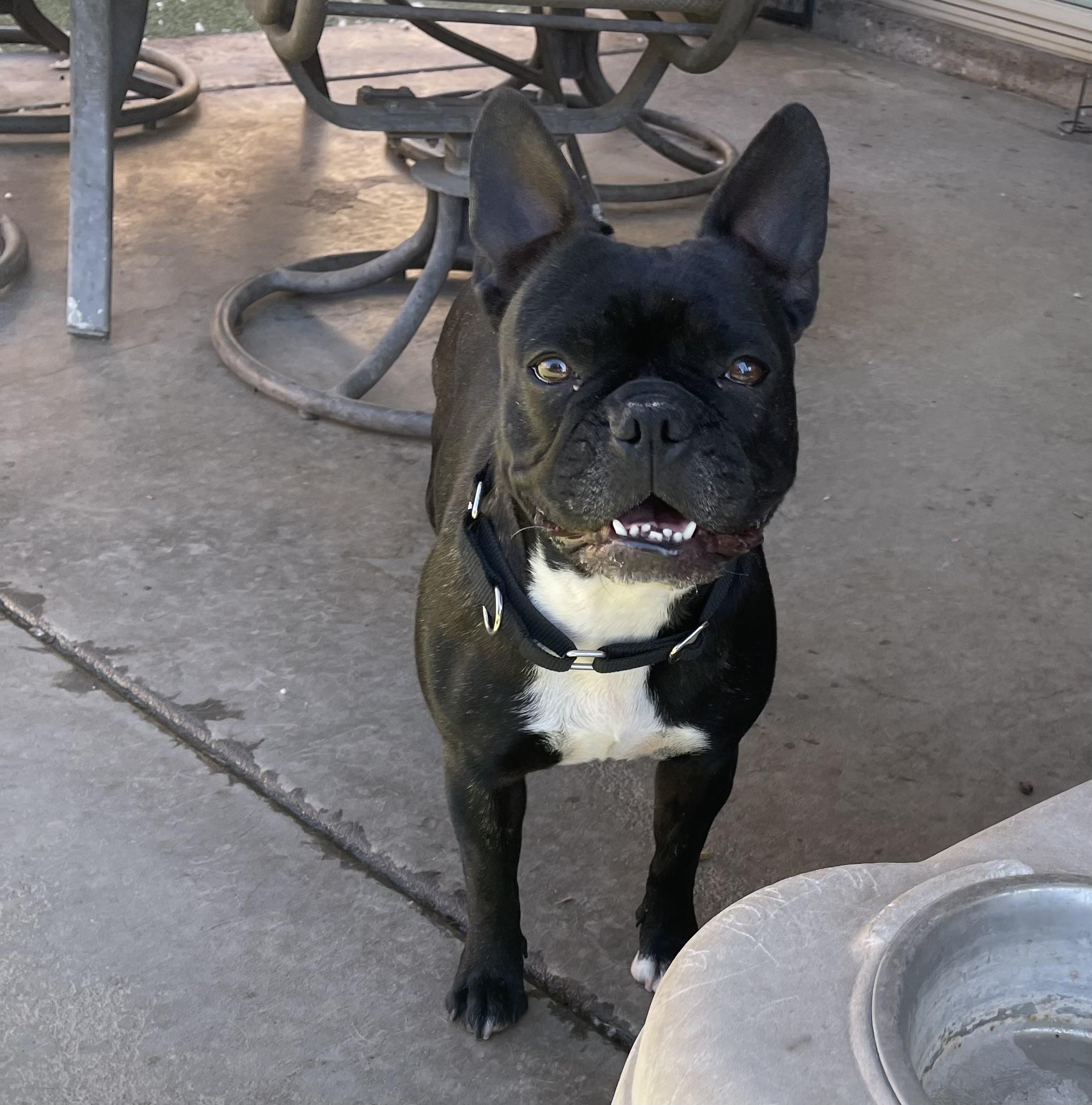 Enlarge Stella, a ADOPTABLE French Bulldog in Chandler, AZ image 3/5
