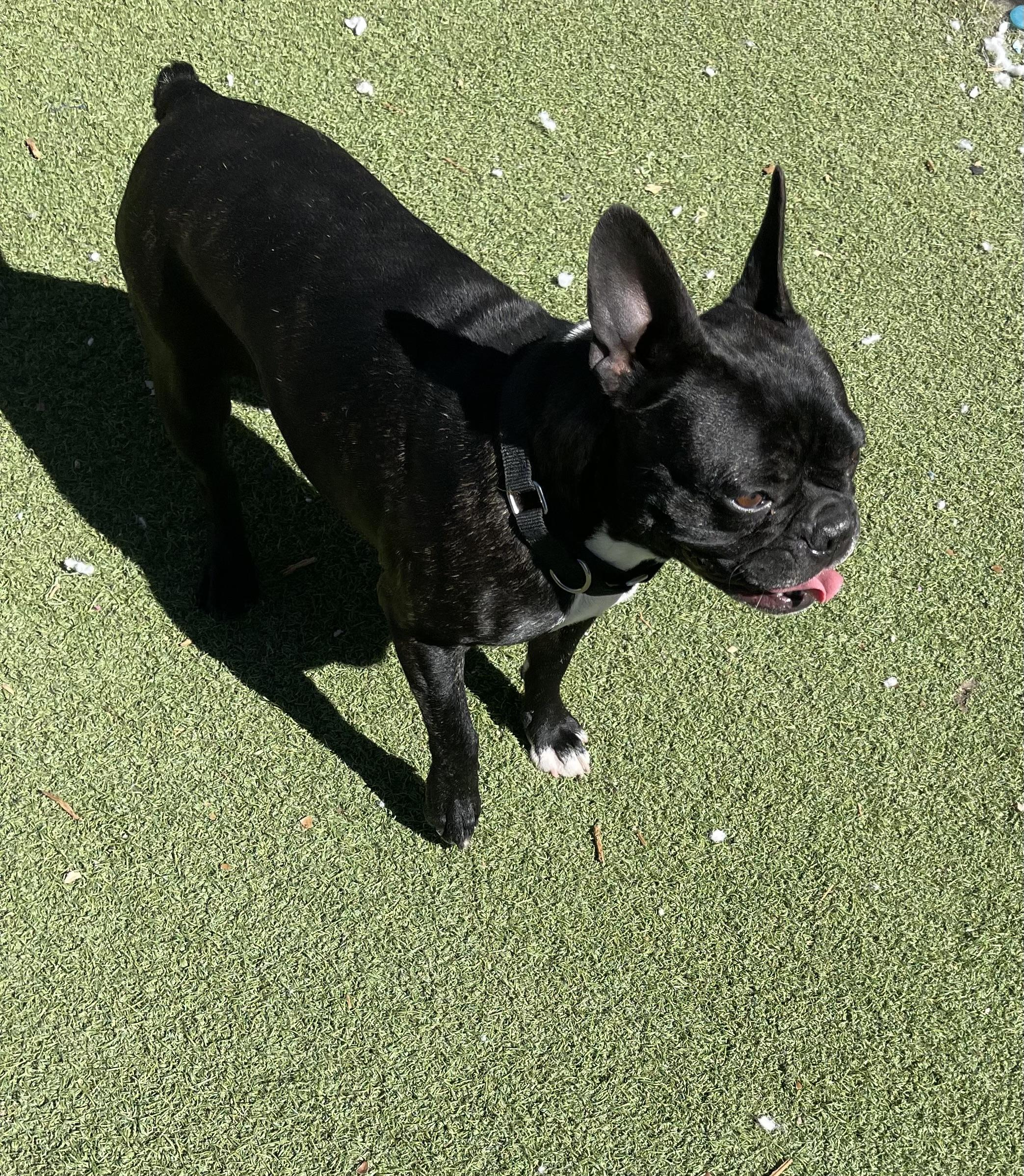 Enlarge Stella, a ADOPTABLE French Bulldog in Chandler, AZ image 5/5