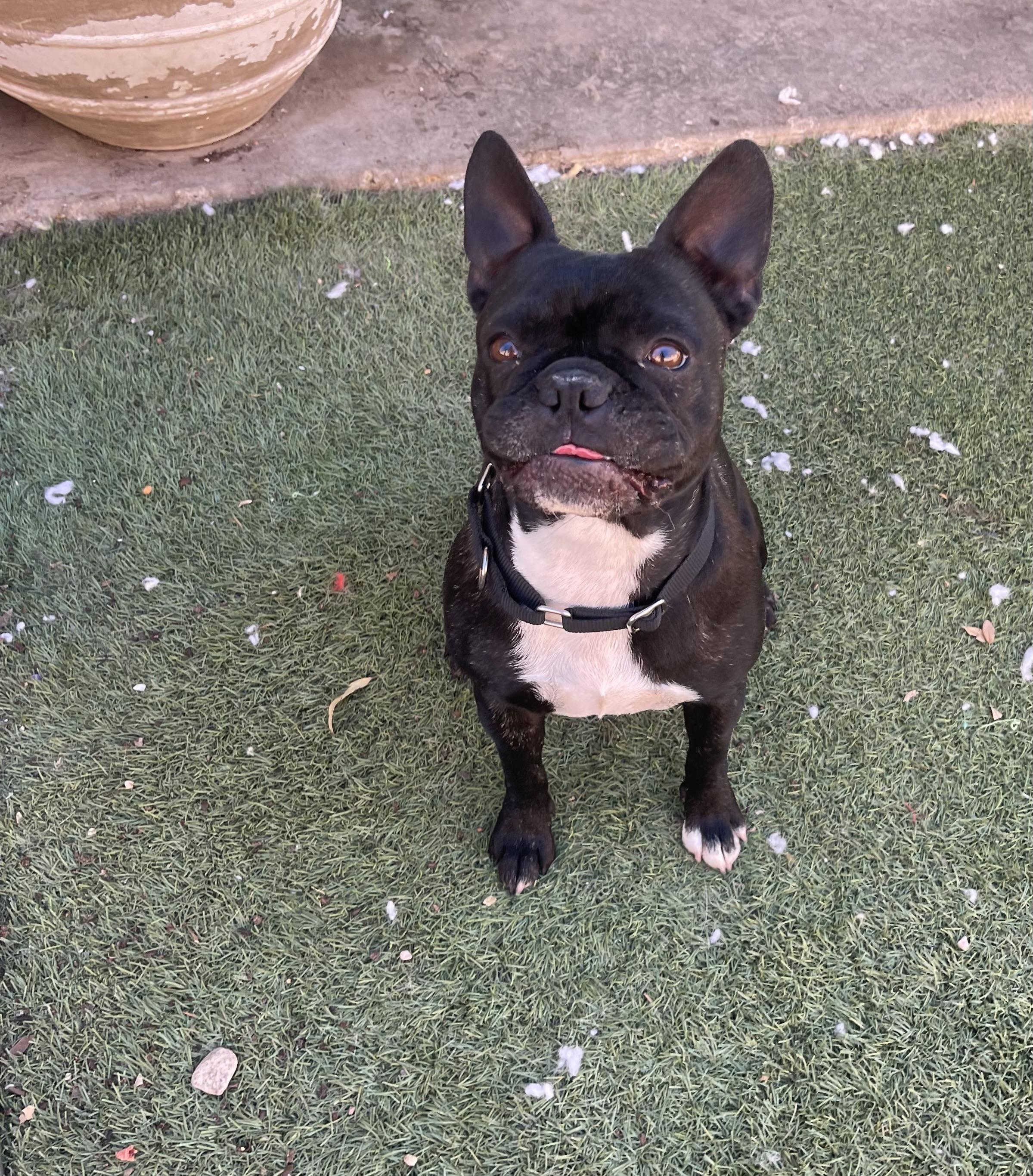 Enlarge Stella, a ADOPTABLE French Bulldog in Chandler, AZ image 2/5
